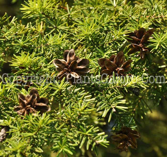 PGC-T-Tsuga-caroliniana-aka-Carolina-Hemlock-4