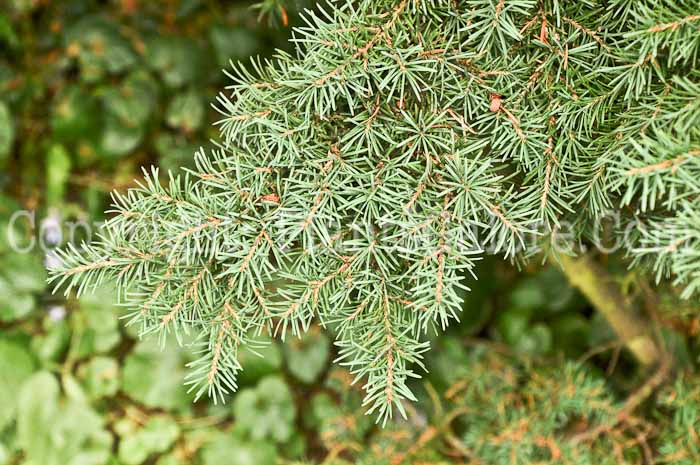 PGC-T-Tsuga-mertensiana-aka-Mountain-Hemlock-1