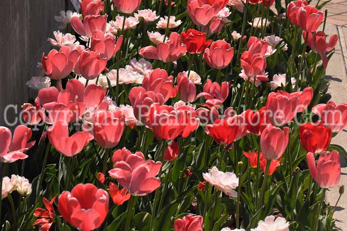PGC-B-Tulipa-Susan-Komen-Mix-2-0002