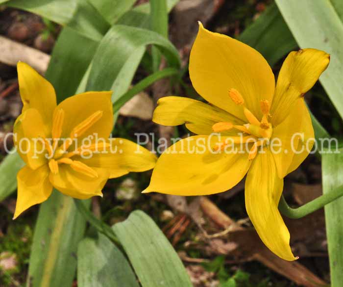 PGC-B-Tulipa-turkestanica-aka-Turkestan-Tulip-0613-2