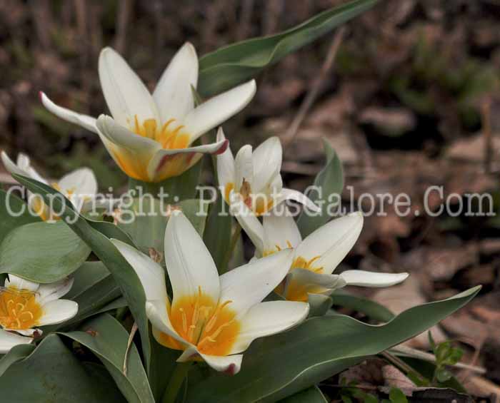 PGC-B-Tulipa-turkestanica-aka-Turkestan-Tulip-2