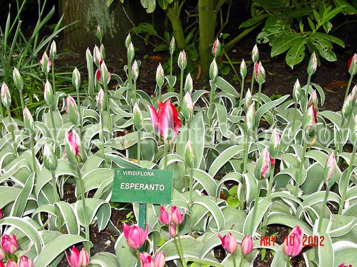 PGC-B-Tulipa-viridiflora-Esperanto-sx-2010