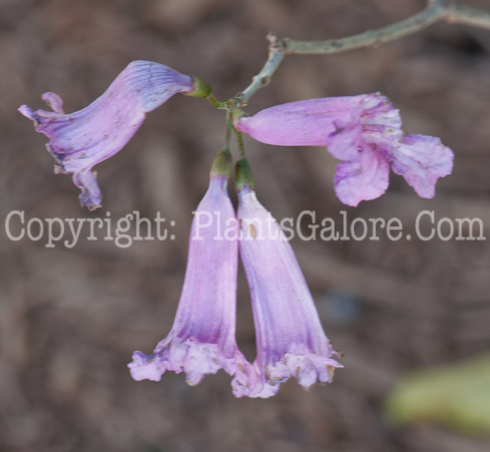 PGC-T-Tabebuia-impetiginosa-aka-Trumpet-Tree-0214-1