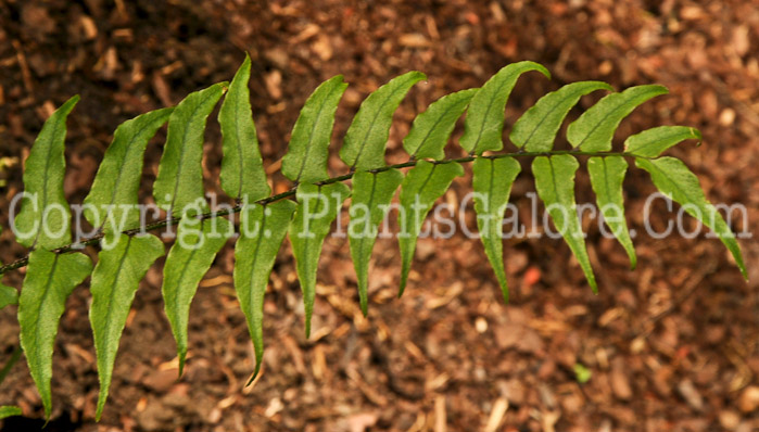 PGC-F-Thelypteris-kunthii-06-12-2