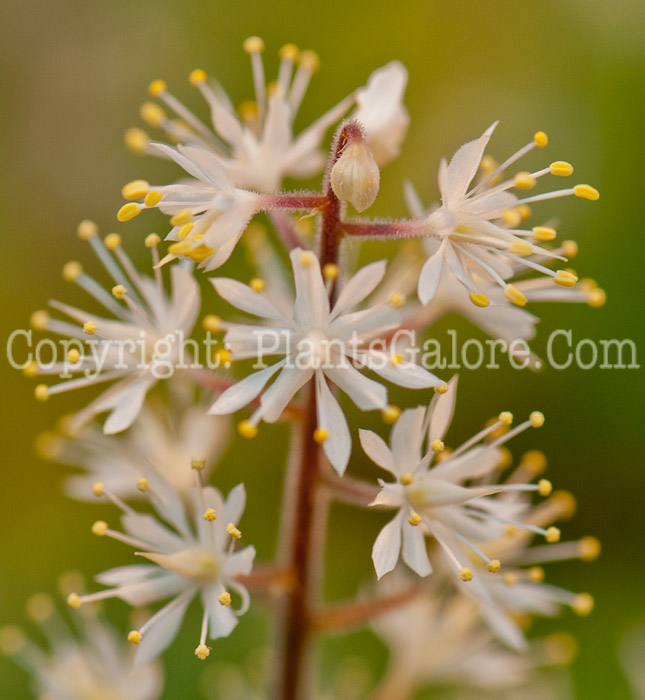 PGC-P-Tiarella-Brandywine-0514c-1