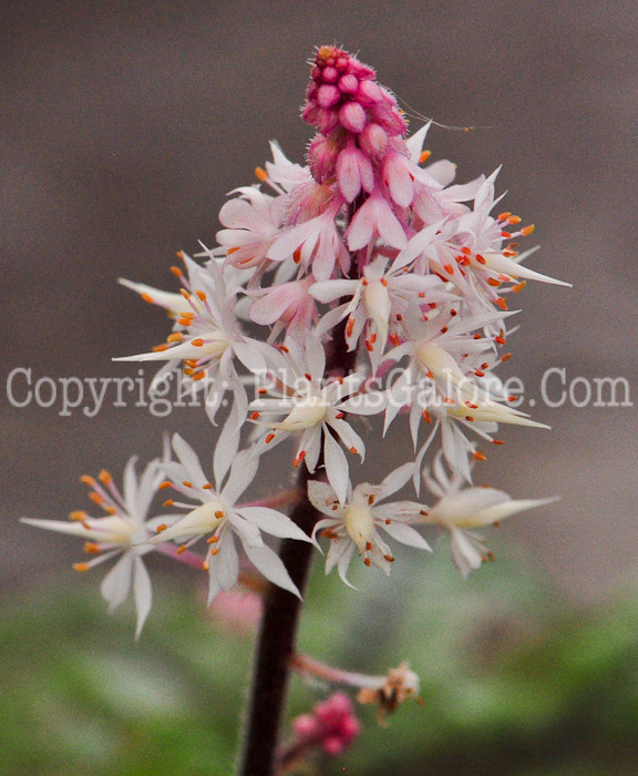 PGC-P-Tiarella-Candy-Striper-813-2