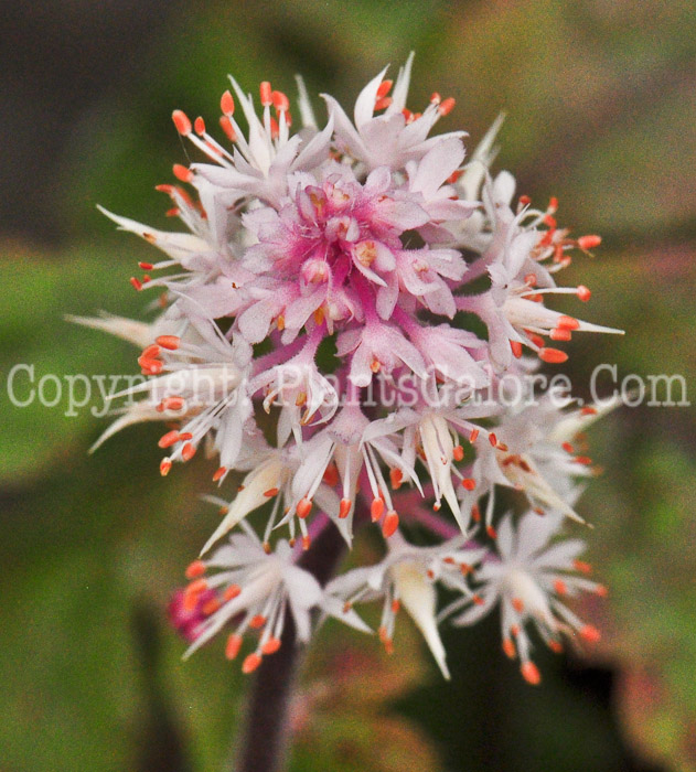 PGC-P-Tiarella-Candy-Striper-813-3