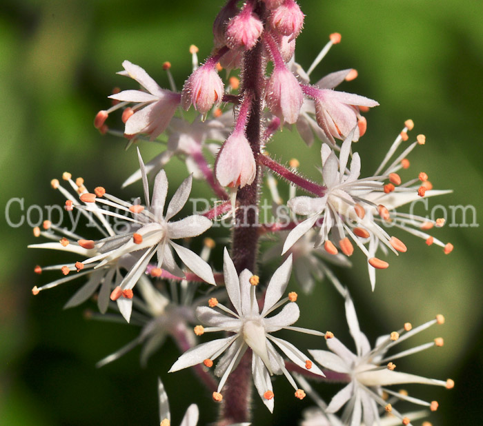 PGC-P-Tiarella-Iron-Butterfly-aka-Foamflower-4