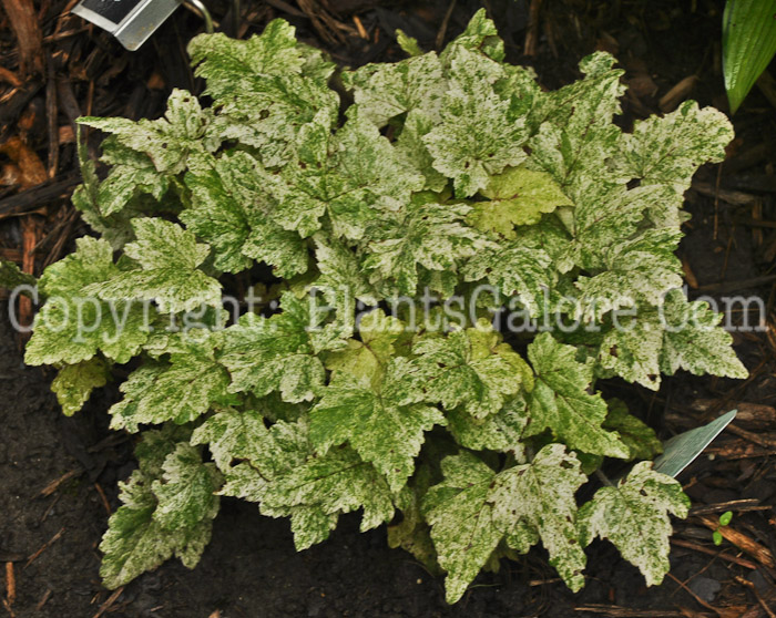 PGC-P-Tiarella-Mystic-Mist-AHS-2010-01