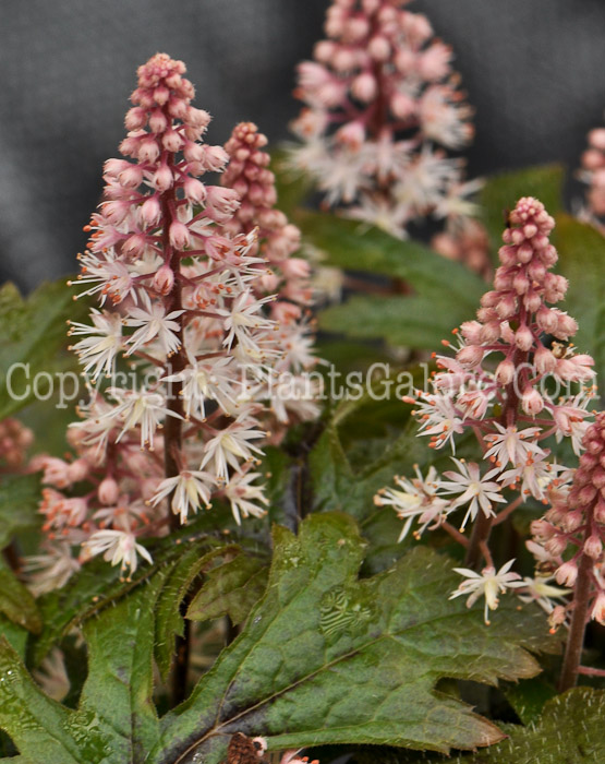 PGC-P-Tiarella-Pink-Skyrocket-05-2012-3