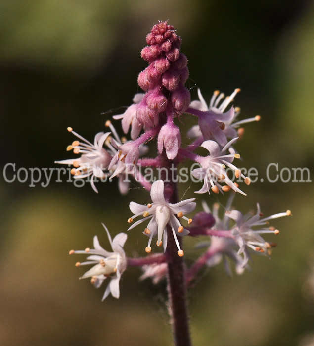 PGC-P-Tiarella-Sugar-and-Spice-06-12-1