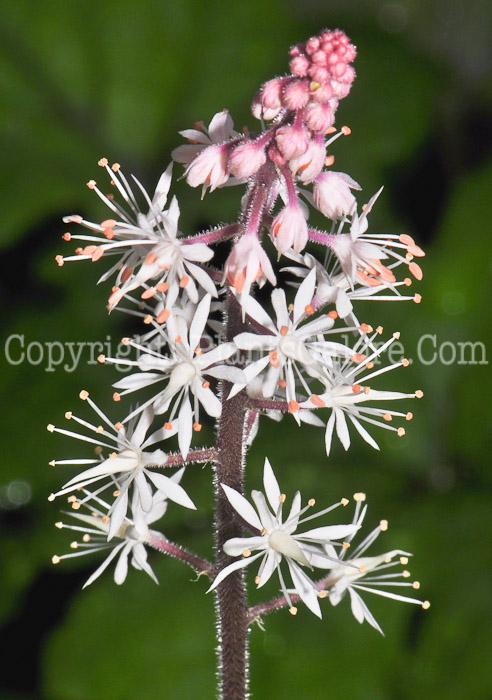 PGC-P-Tiarella-cordifolia-Iron-Butterfly-aka-Foamflower-0413-2