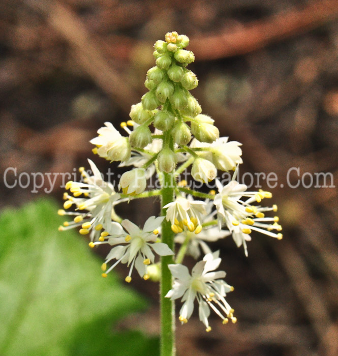 PGC-P-Tiarella-cordifolia-aka-Foamflower-613-2