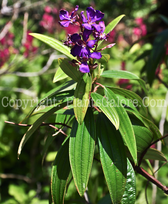 PGC-T-Tibouchina-granulosa-aka-Purple-Glory-Tree-2013-1-1