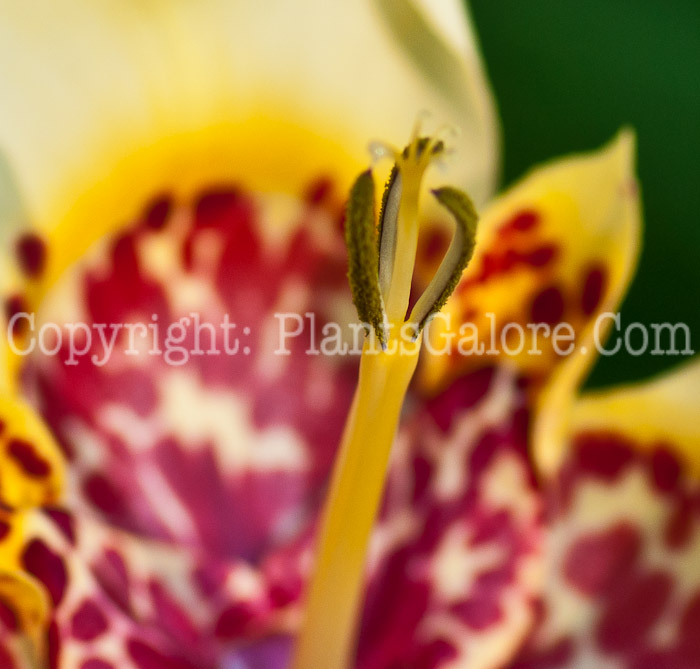 PGC-P-Tigridia-pavonia-aka-Common-Tiger-Flower-0814-2-1