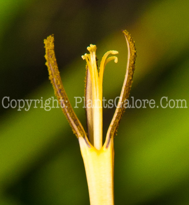 PGC-P-Tigridia-pavonia-aka-Common-Tiger-Flower-a0814-2