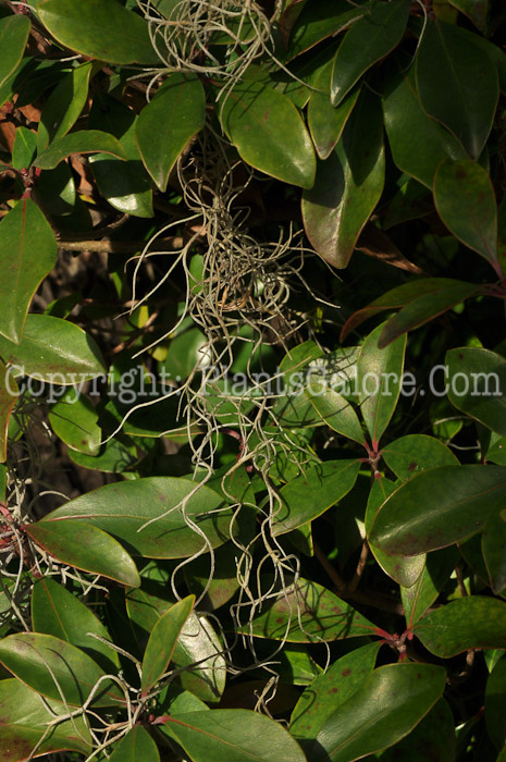 PGC-F-Tillandsia-usneoides-aka-Spanish-Moss-1