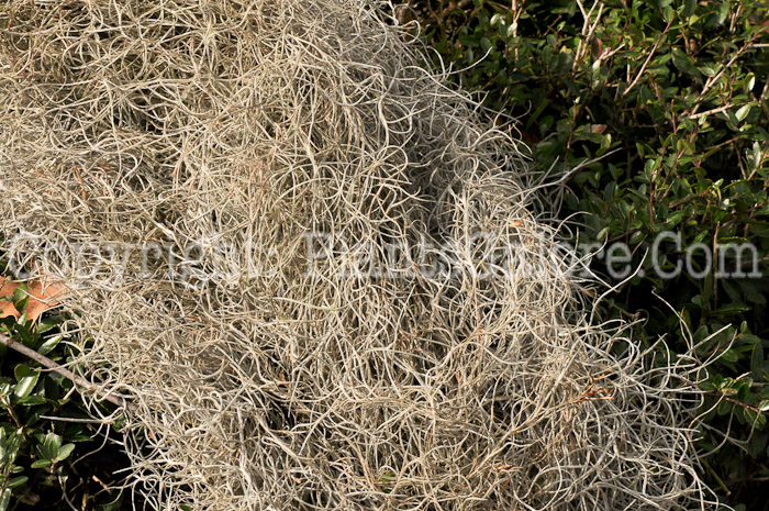 PGC-F-Tillandsia-usneoides-aka-Spanish-Moss-3