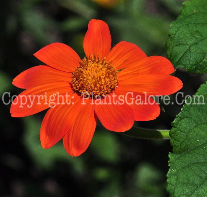 PGC-A-Tithonia-Fiesta-del-Sol-813-1