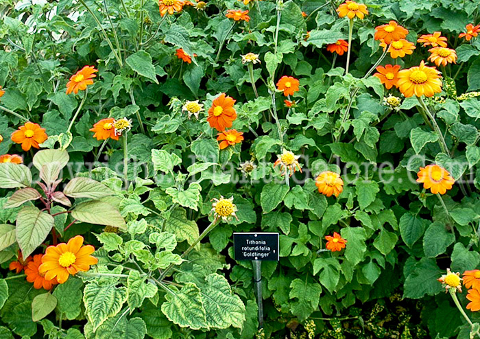 PGC-A-Tithonia-rotundifolia-Goldfinger-2010