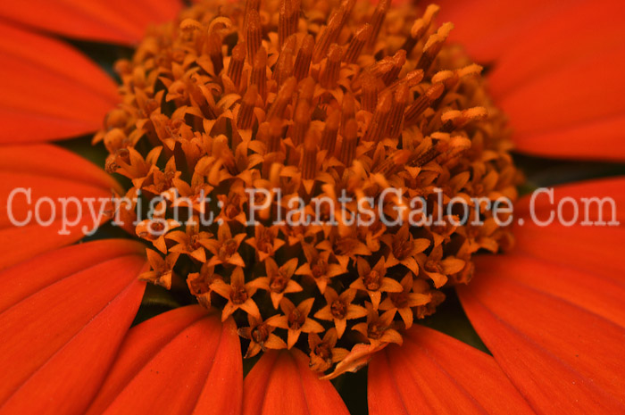 PGC-A-Tithonia-rotundifolia-aka-Mexican-Sunflower-1
