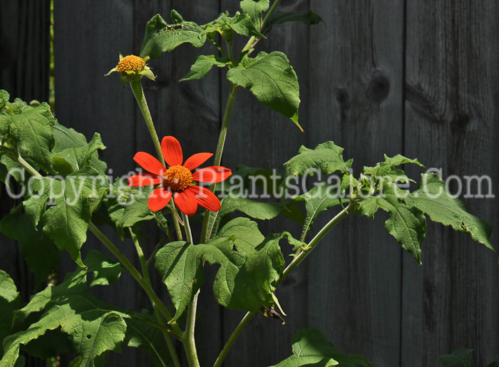 PGC-A-Tithonia-rotundifolia-aka-Mexican-Sunflower-2
