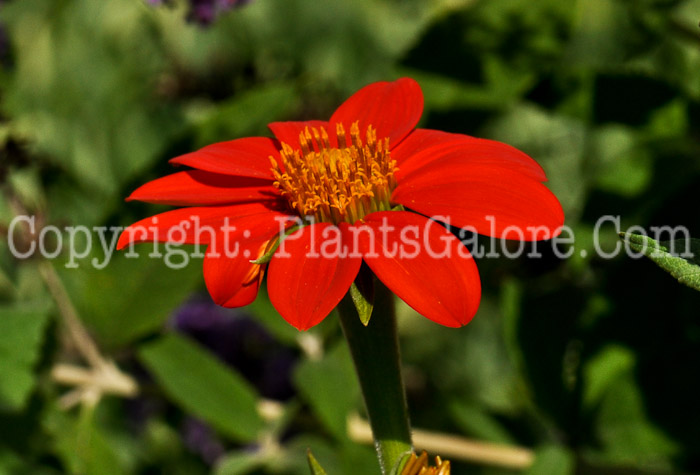 PGC-A-Tithonia-rotundifolia-aka-Mexican-Sunflower-3