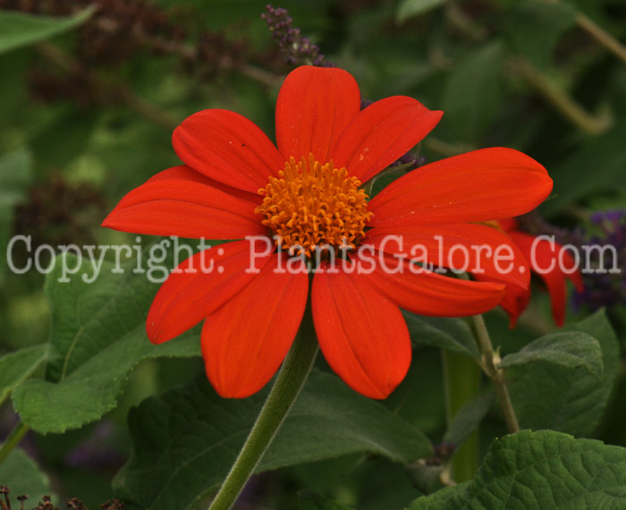 PGC-A-Tithonia-rotundifolia-aka-Mexican-Sunflower-5