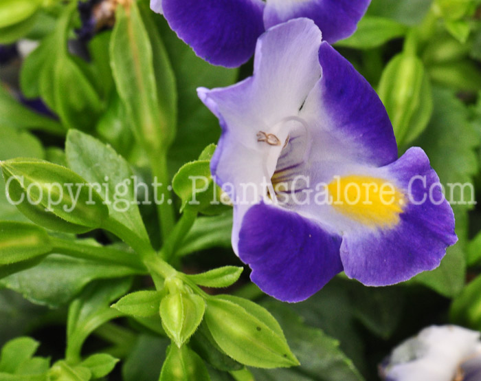 PGC-A-Torenia-Bouquet-Blue-1