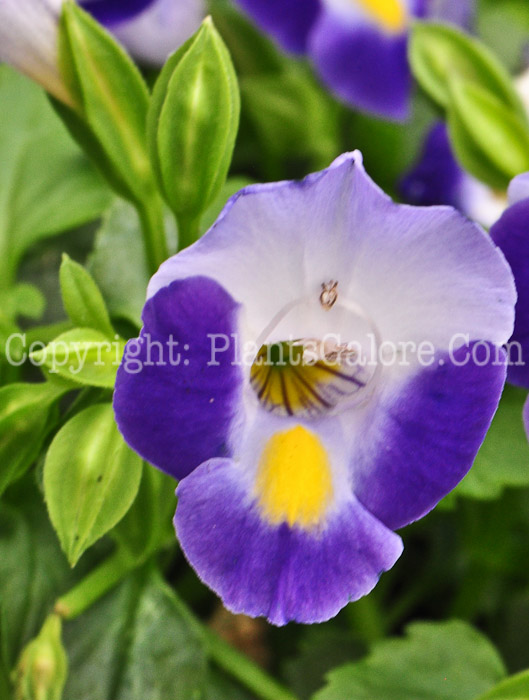 PGC-A-Torenia-Bouquet-Blue-2