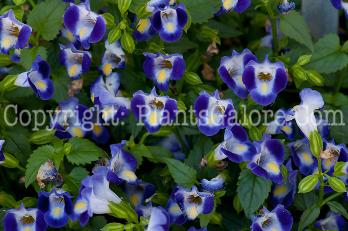 PGC-A-Torenia-Bouquet-Blue-series-Summer-Wave-1013-1