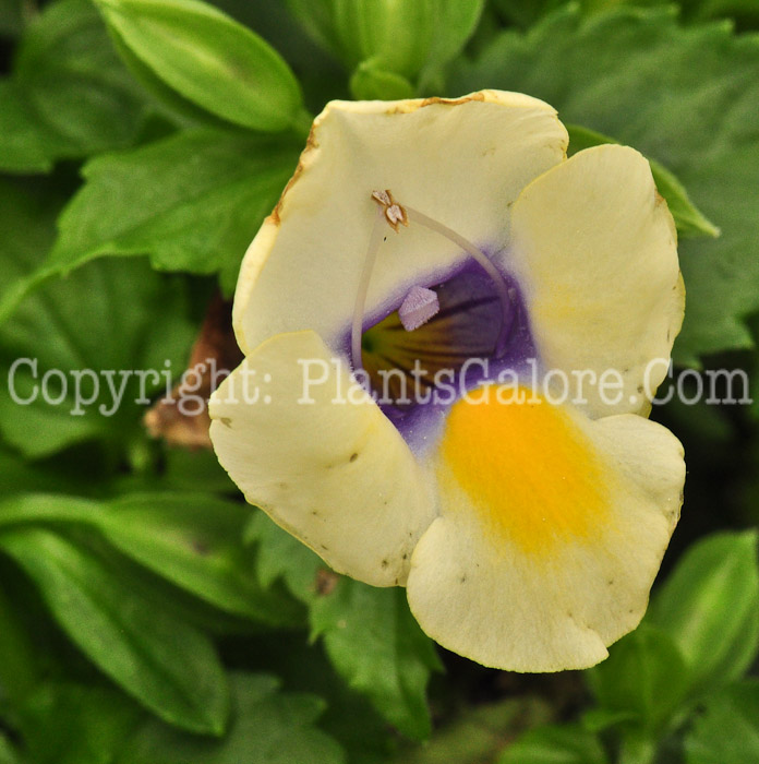 PGC-A-Torenia-Bouquet-Cream-Yellow-1