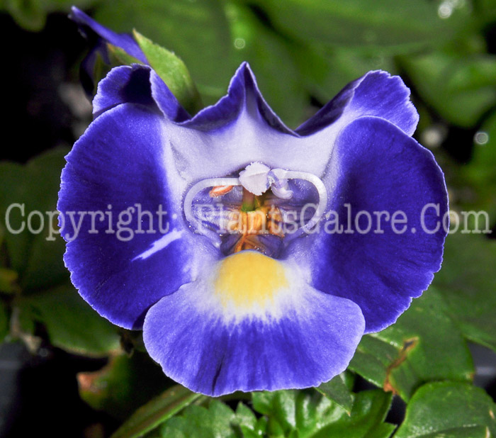 PGC-A-Torenia-Midnight-Blue-0413-1