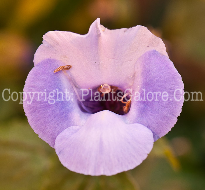 PGC-A-Torenia-Moon-Blue-0514c-1