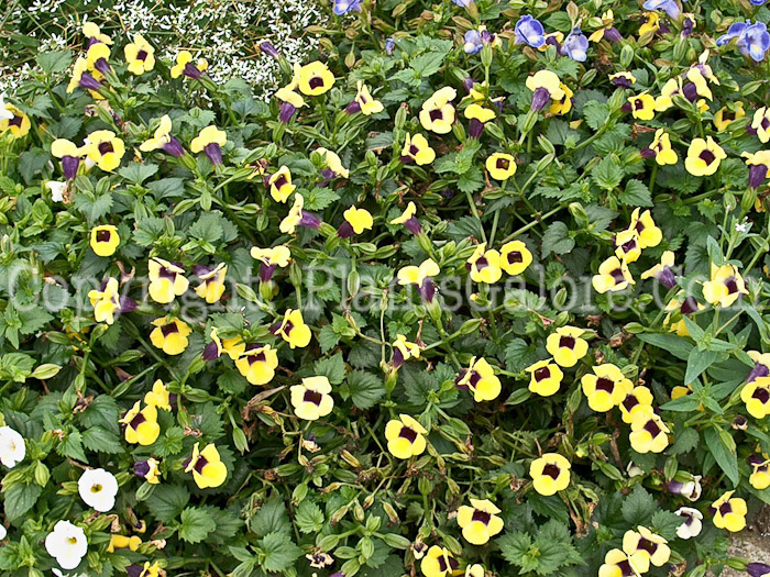 PGC-A-Torenia-PW-Guilded-Grape-01