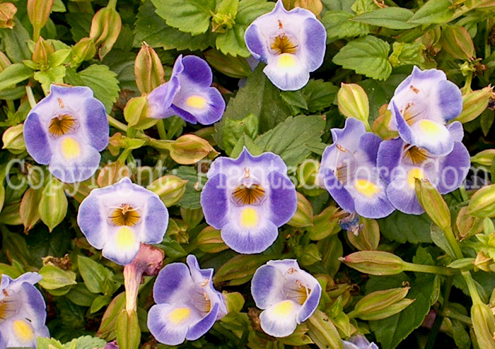 PGC-A-Torenia-PW-Midnight-Blue-01