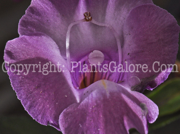 PGC-A-Torenia-Summer-Wave-2011-06