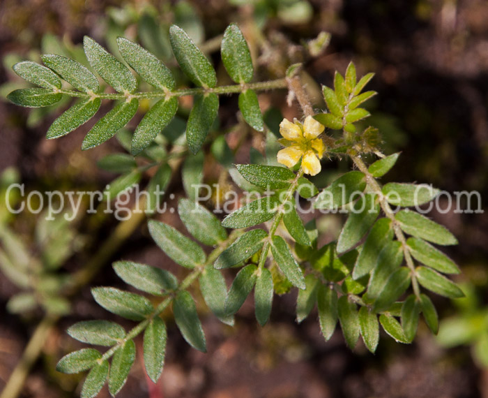 PGC-A-Tribulus-terrestris-aka-Puncture-Vine-0814-2