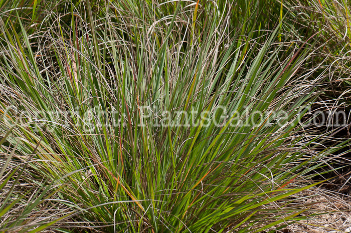 PGC-G-Tripsacum-dactyloides-aka-Fakahatchee-Grass-0214-3-1