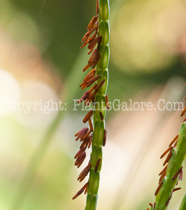 PGC-G-Tripsacum-dactyloides-aka-Gama-Grass-1013q-1