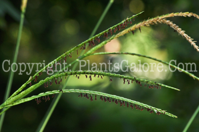 PGC-G-Tripsacum-dactyloides-aka-Gama-Grass-2012 (1 of 4)
