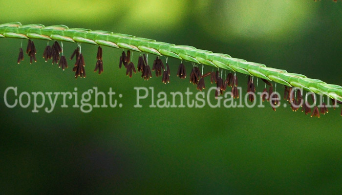 PGC-G-Tripsacum-dactyloides-aka-Gama-Grass-2012 (2 of a4)
