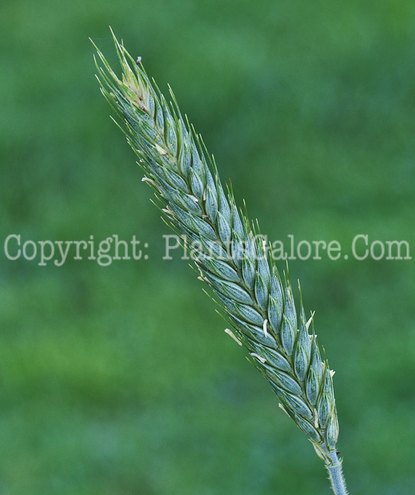 PGC-G-Triticosecale-aka-Triticale-1013v-1