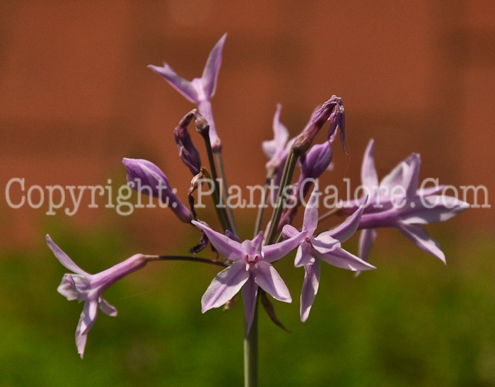 PGC-B-Tulbaghia-violacea-Silver-Lace-2012 (2 of 7)