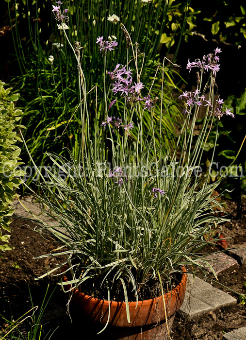 PGC-B-Tulbaghia-violacea-Silver-Lace-2012 (7 of 7)