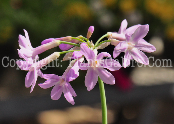 PGC-B-Tulbaghia-violacea-aka-Society-Garlic-2