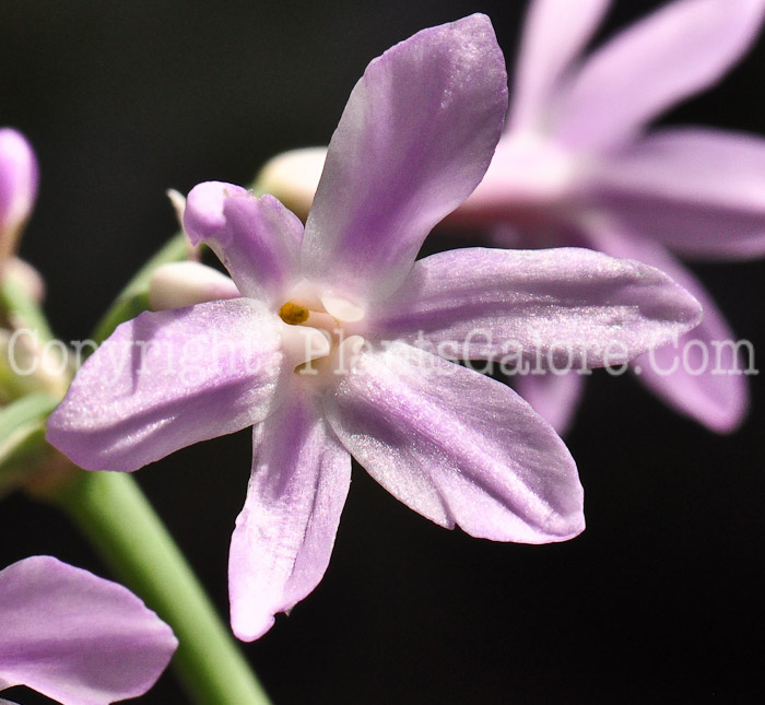 PGC-B-Tulbaghia-violacea-aka-Society-Garlic-3