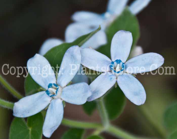 PGC-V-Tweedia-caerulea-aka-Southern-Star-0714-2