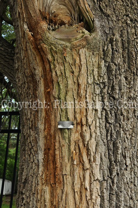 PGC-T-Ulmus-pumila-aka-Siberian-Elm-1