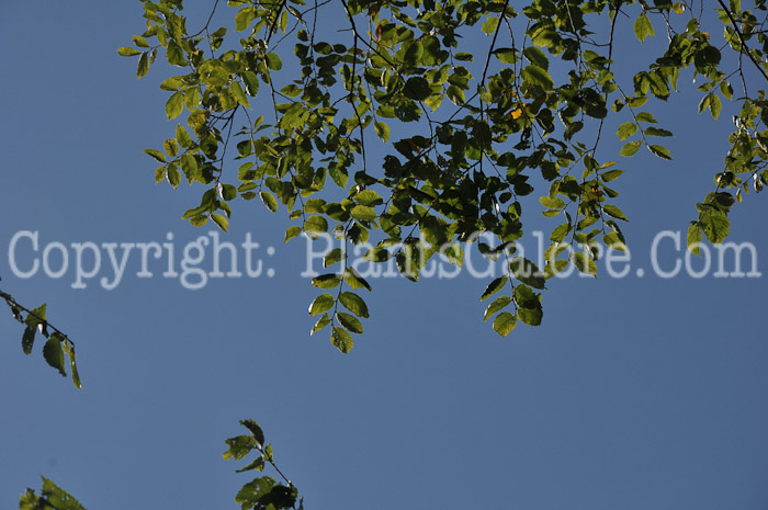 PGC-T-Ulmus-rubra-aka-Slippery-Elm-3